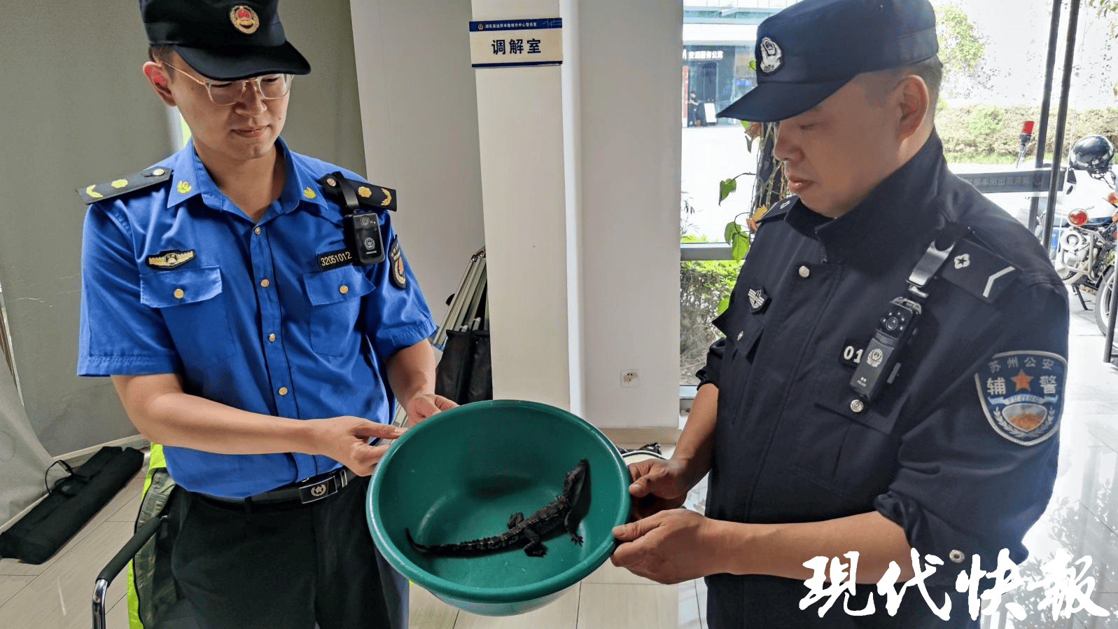 小鳄鱼现身苏州金鸡湖畔，已被民警用脸盆接走