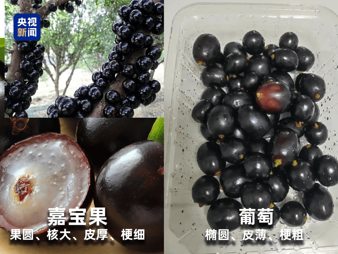 起底“水果骗局”！这些“智商税”水果要知道→