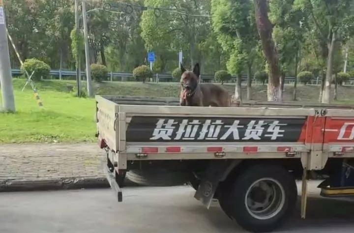 柯基犬主人持酒瓶暴打马犬事件进展：当事人被拘，马犬已脱离危险期