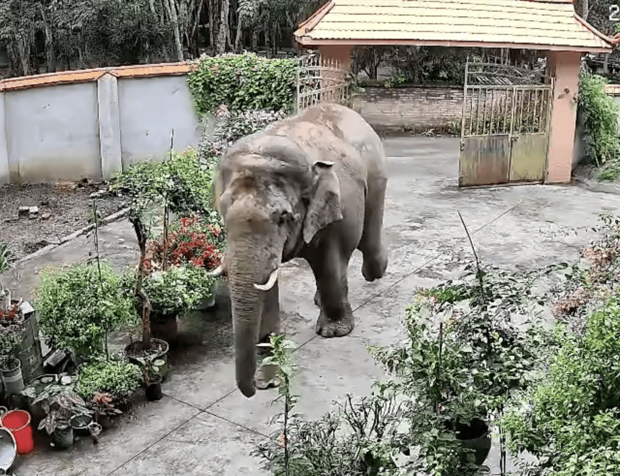 监拍云南勐腊野生大象闯入居民家,顶开铁门后院中散步,野保:如有损失,有专门保险