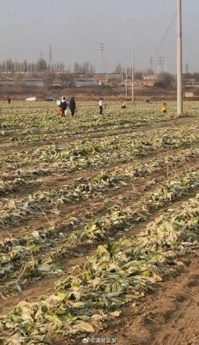 网民反映“因白菜免费视频，致使自己的白菜被他人采收”，官方通报：已成立联合调查组