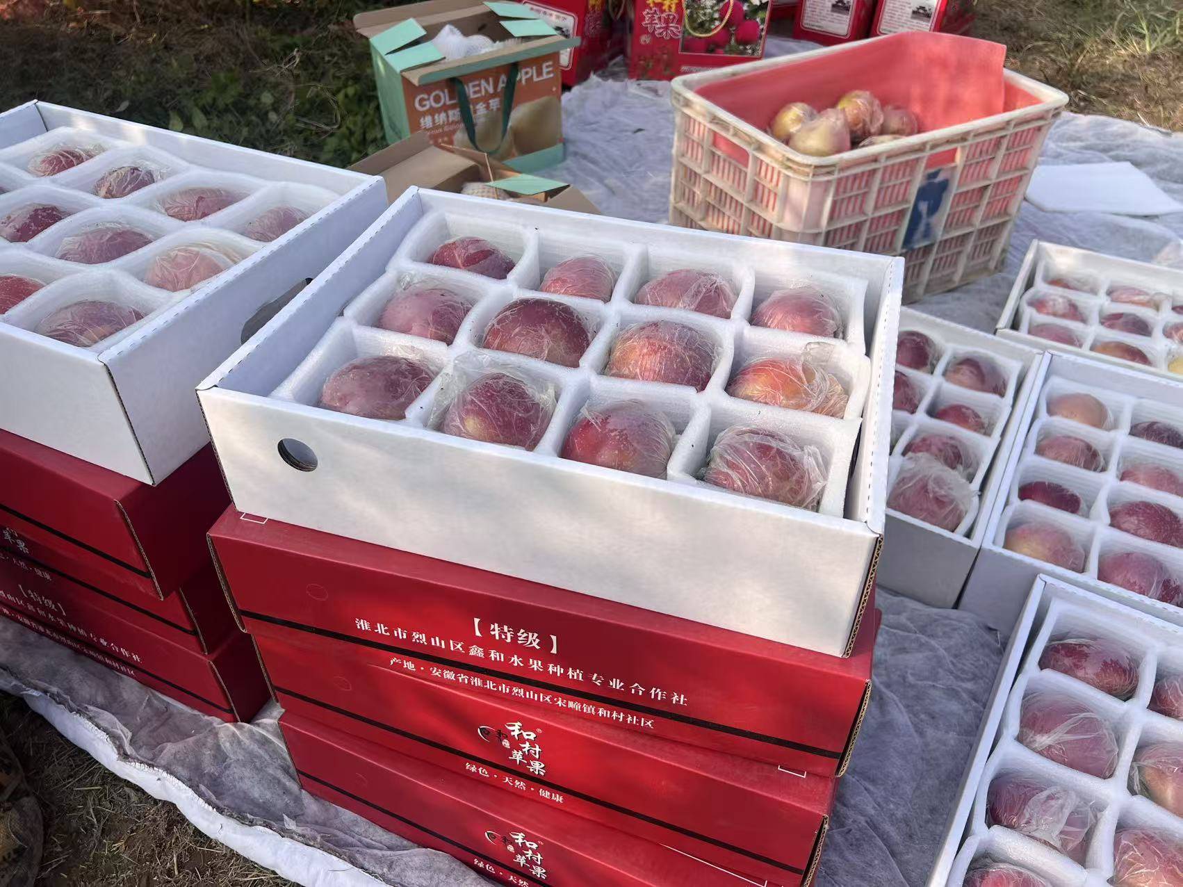 “淮北为啥不种橘子?”果农:因为我们有更甜的王牌