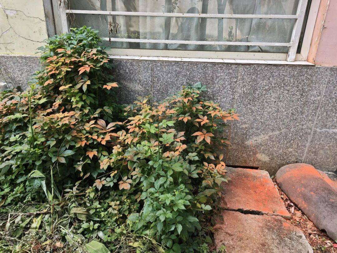 一睁眼天塌了！昆明一小区住户家中连续两天闯入剧毒银环蛇，“全家吓得不敢关灯睡觉”