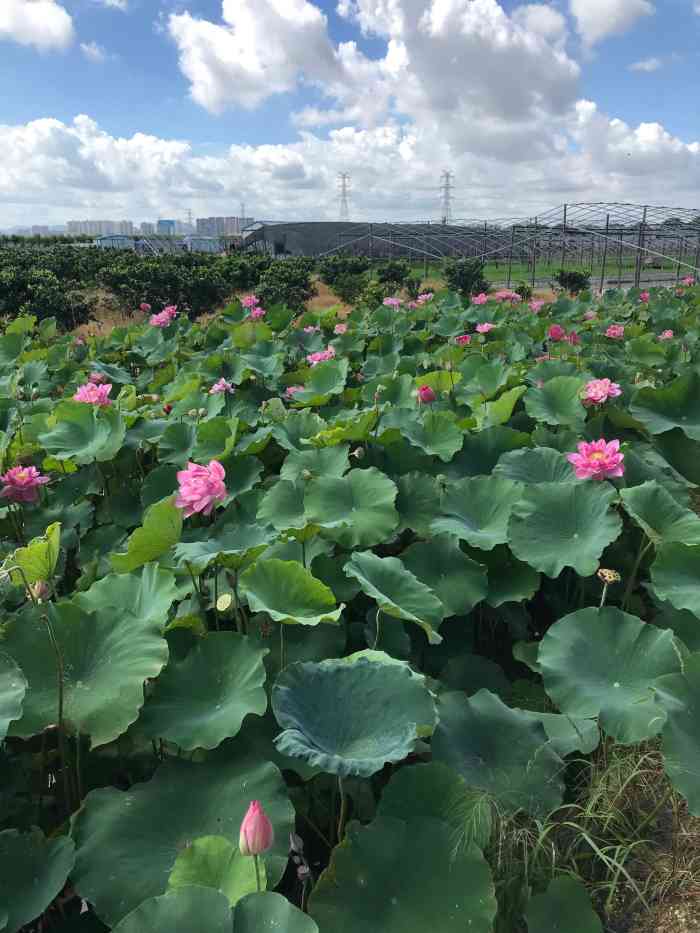 祥农虚拟游戏币(虚拟游戏币怎么卖)