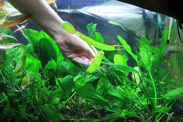 虚拟币菠萝(bor虚拟币)